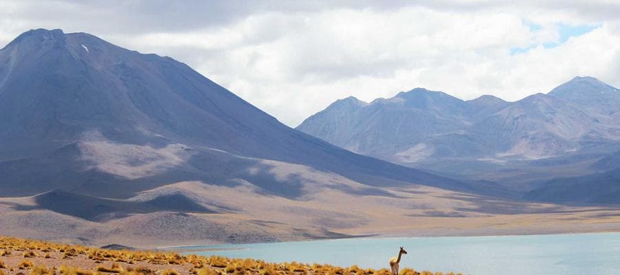 Rent Collection & Processing